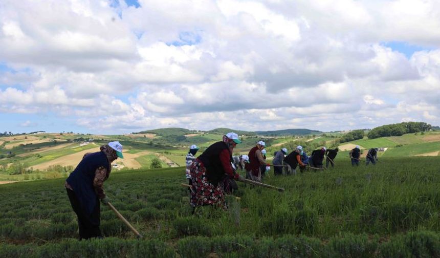 Tıbbi ve aromatik bitkilere bahar temizliği!