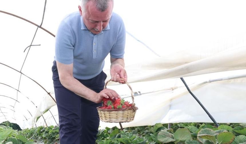 Başkan Büyükakın çilek hasadına katıldı