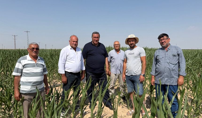 ''Mısır Üreticisini Kuraklık yaktı, ithalat yıktı''