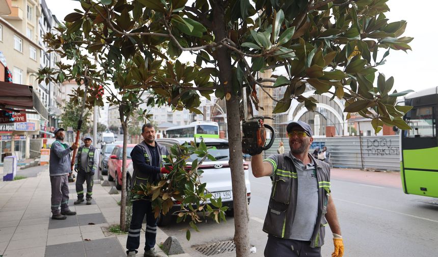 Çayırova’da budama çalışmaları başladı