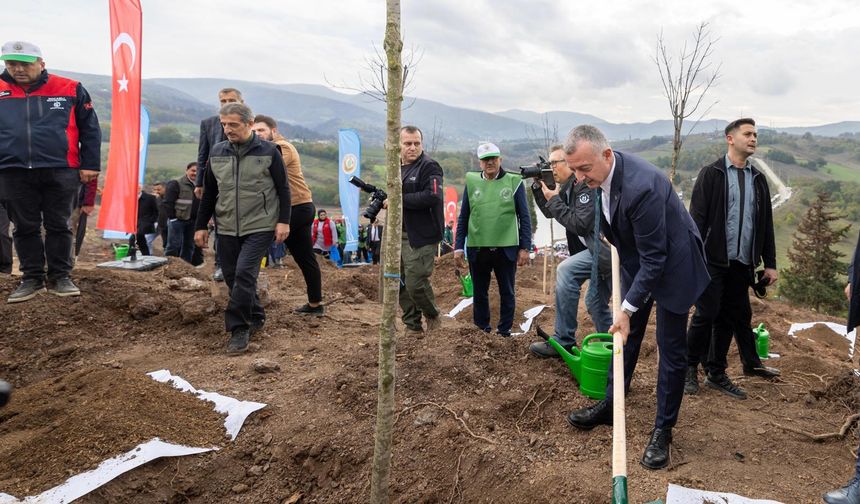 Karamürsel’de yanan bölge 3 bin fidanla yeniden yeşerecek