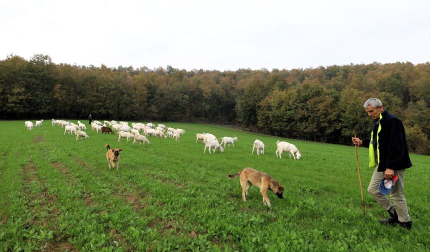 Kocaeli'de meralar yemyeşil bir görünüme kavuştu