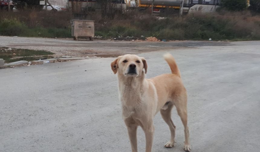 Evcil Hayvan Sahiplerine Mikroçip Uyarısı!