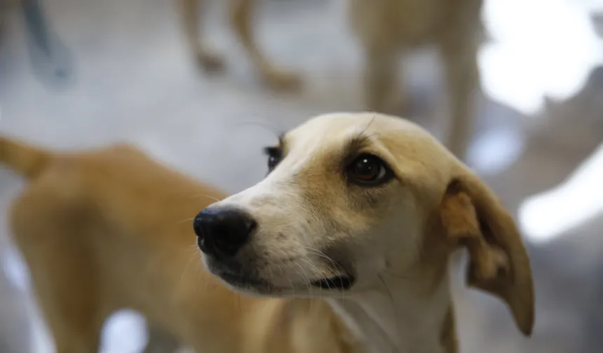 Antalya'da petshoplara sertifikalı eğitim semineri