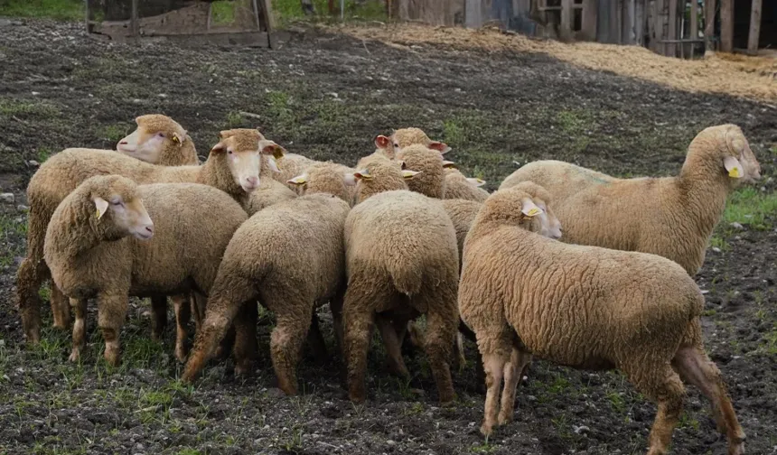 Balıkesir Büyükşehir'den çiftçiye destek