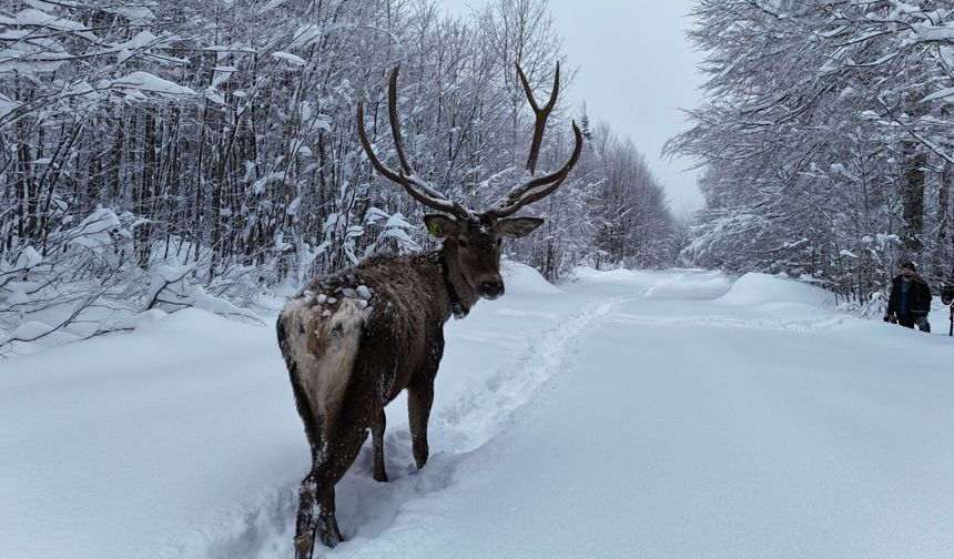 Kızıl geyikler Kuzuyayla'nın müdavimi oldu