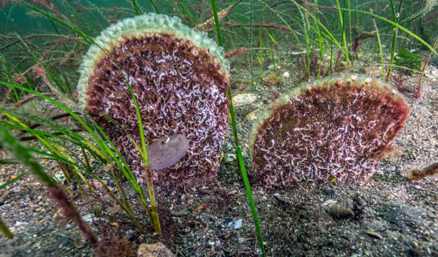 Eskihisar Kalesi dibinde pina popülasyonu tespit edildi